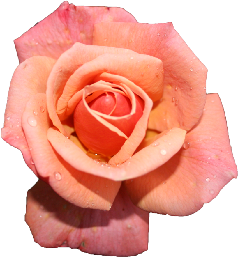 Pink Rose Stock Cutout By Hrscgirl - Rose (870x919)