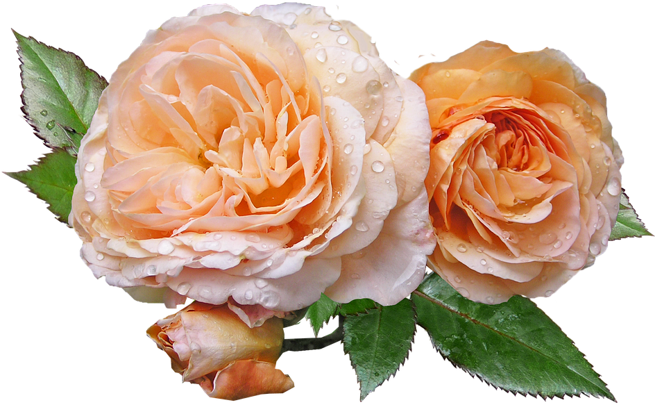 Roses, Apricot, Leaves, Flower - Roses With Leaves Transparent (960x679)