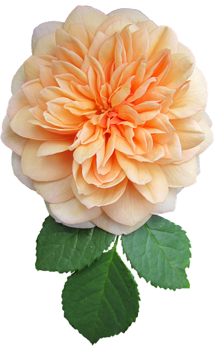 Orange, Flower, Rose, Cut Out - Dahlia (448x720)