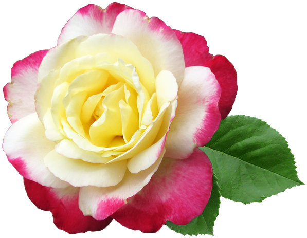 Flower, Rose, Double Delight, Perfumed, Cut Out - Garden Roses (640x471)