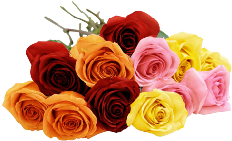 Blooming 12 Long Stemmed Assorted Rose Bouquet - دسته گل Png (480x480)
