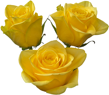 Yelloween- Trimmed Slideshow[1] - Rosa Yelloween (372x350)