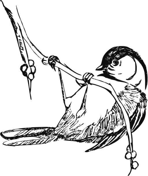 Black Capped Chickedee - Black Capped Chickadee Drawings (512x609)