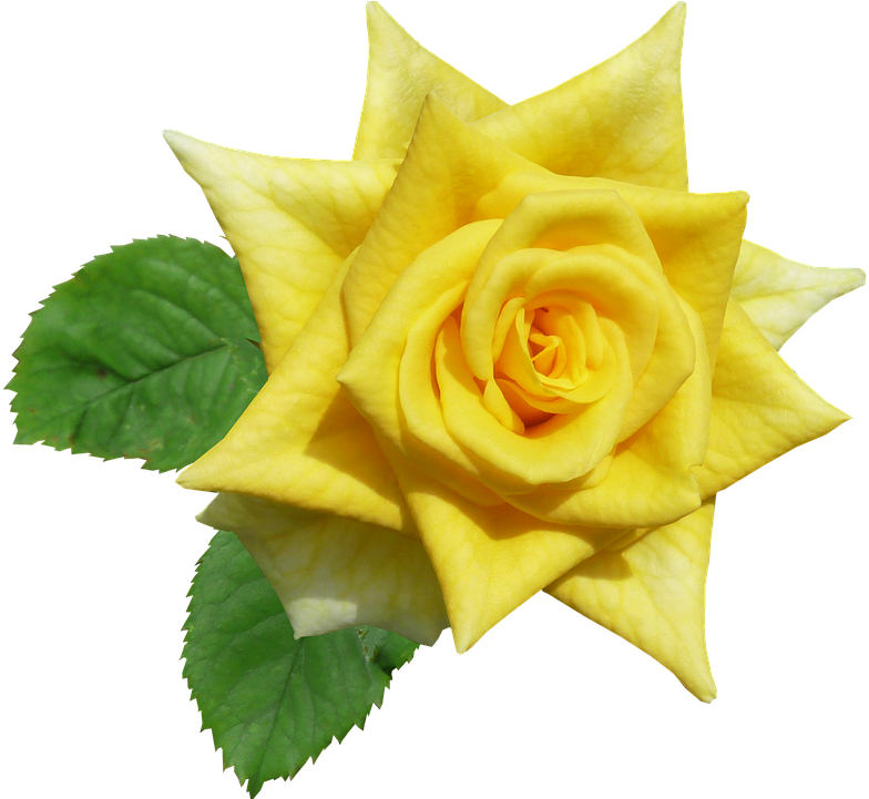 Rose, Yellow, Flower, Summer - Yellow (826x720)