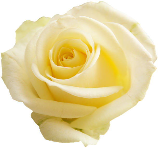 Rose, Apg, Transparent Background, Flowers, Flower - Transparent Background Flower Transparent (696x720)