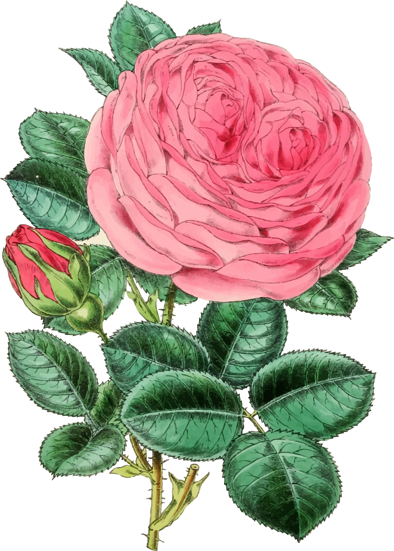 Vintage Rose Illustration 2 - Rose Pink Png Vintage (1602x2241)