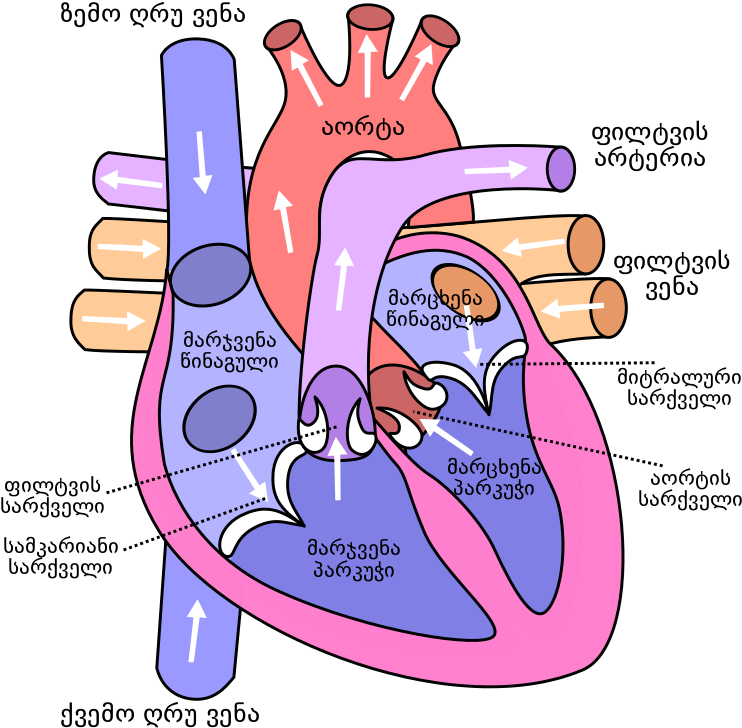 Anatomical Heart Pictures - Diagram Of The Human Heart (768x768)