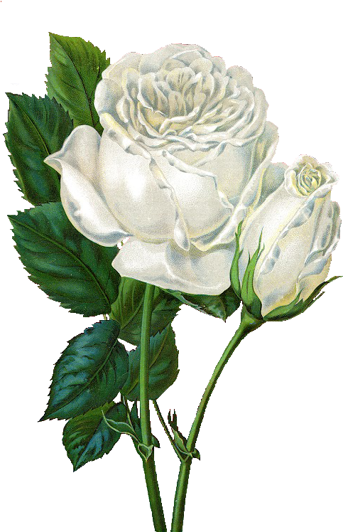 White Rose Clip Art - Rose Flower Animated Gif (528x760)
