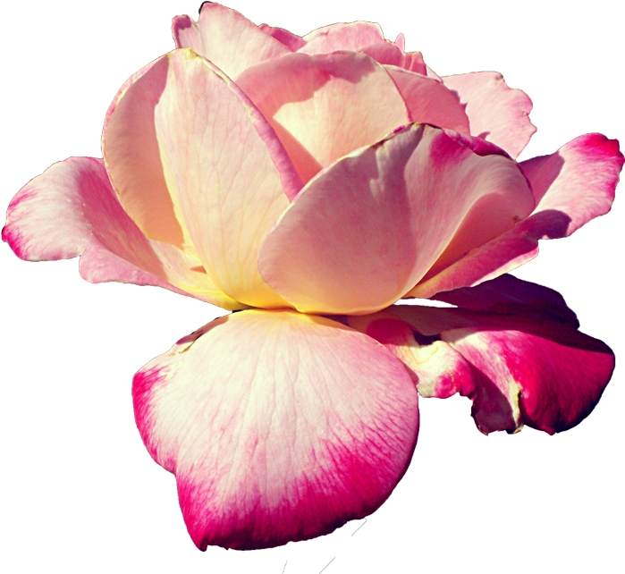Pink Rose Stock Png By Kpep - Pink Flower Render (852x900)