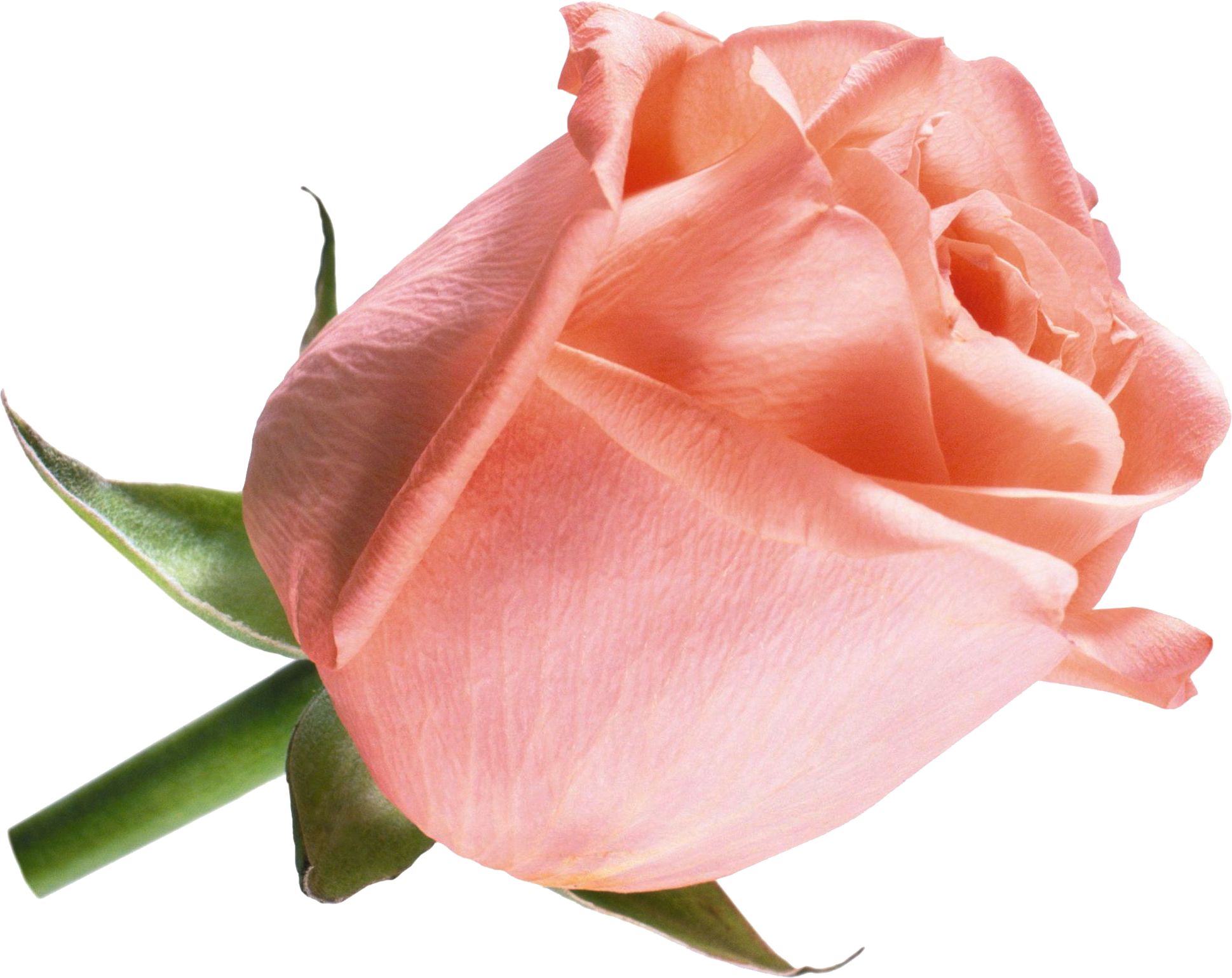 Cut Flowers Beach Rose Raster Graphics - Cut Flowers Beach Rose Raster Graphics (1939x1540)