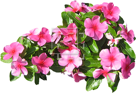 Small Pink Flowers - Planting Flowers Png (450x450)