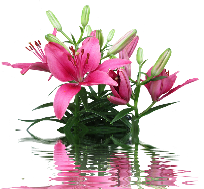 Lily, Pink Lily, Lily Family, Pink Flower - Cafepress ! Samsung Galaxy S8 Case (890x720)