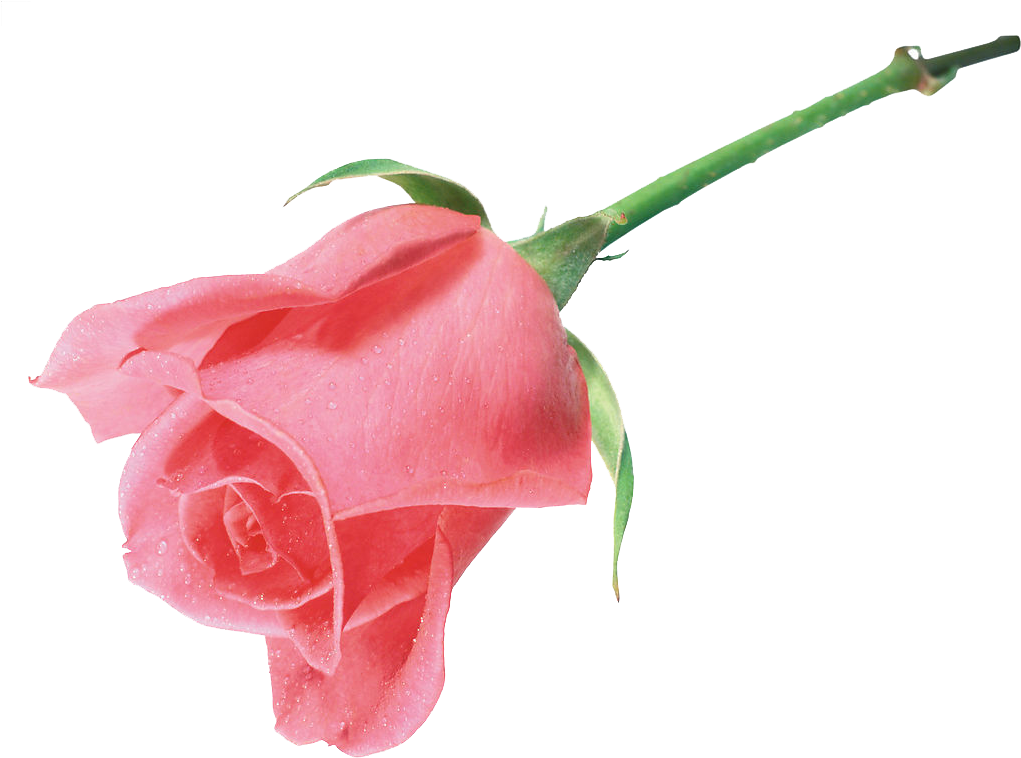 Pink Roses Beach Rose Flower Clip Art - Pink Roses Beach Rose Flower Clip Art (1024x780)