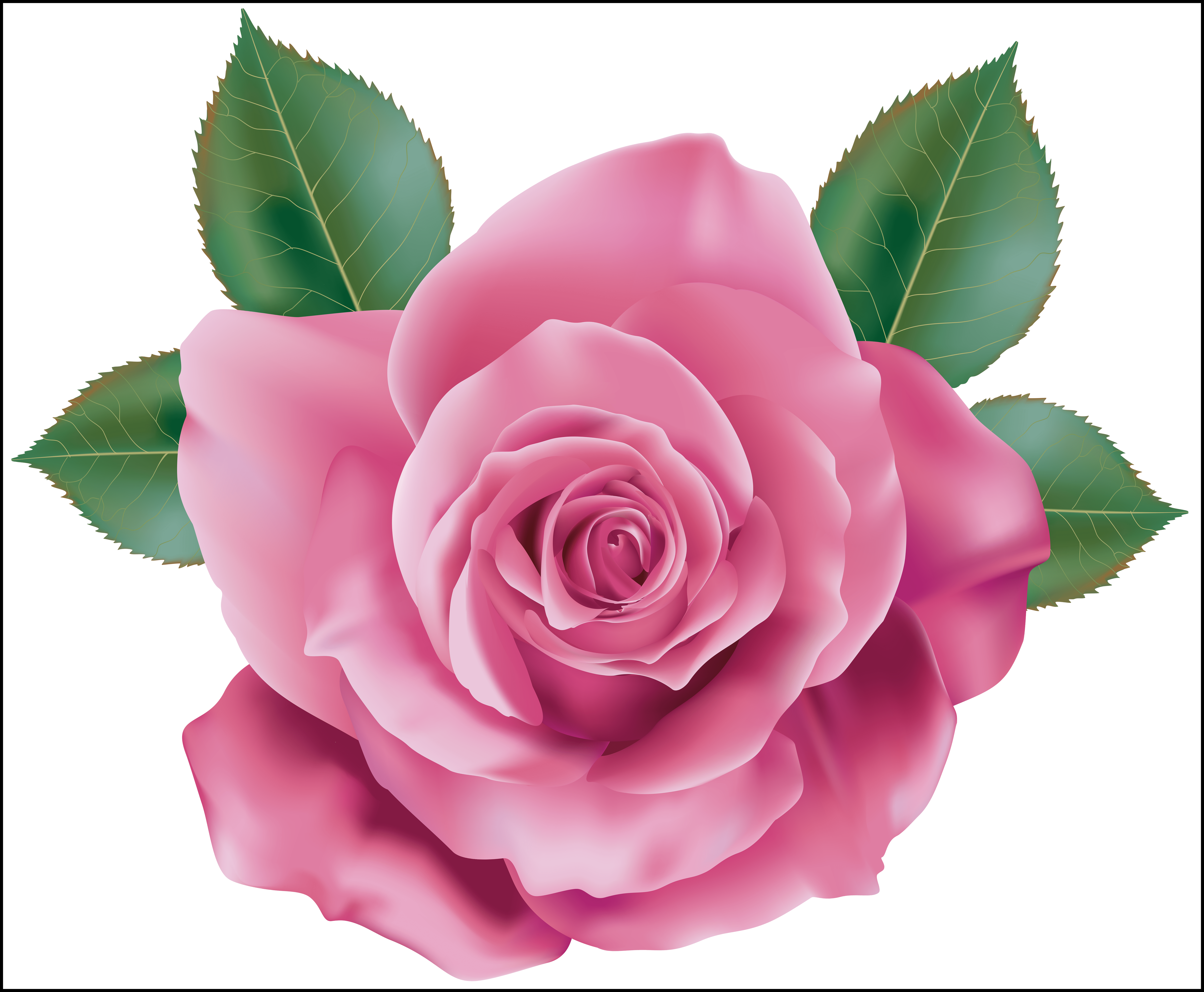 Rose Flower Rose Flower Hd Png Astonishing Pink Rose - Pink Rose Clip Art (6030x4967)