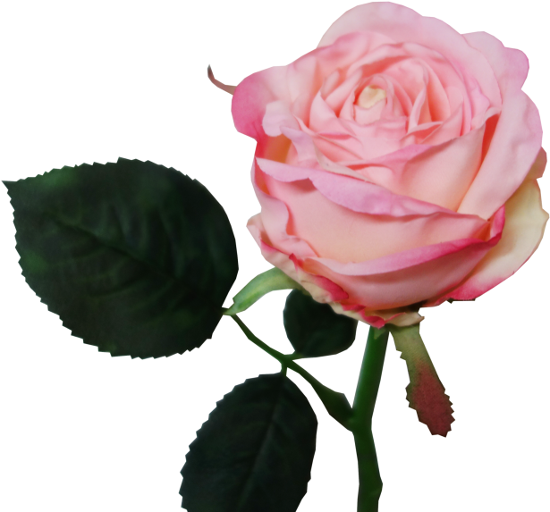 30cm Jessica Rosebud - Floribunda (800x600)