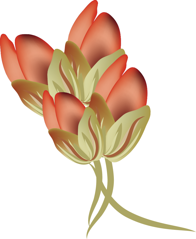 Vector Rose Bud 792*964 Transprent Png Free Download - Vector Rose Bud 792*964 Transprent Png Free Download (792x964)