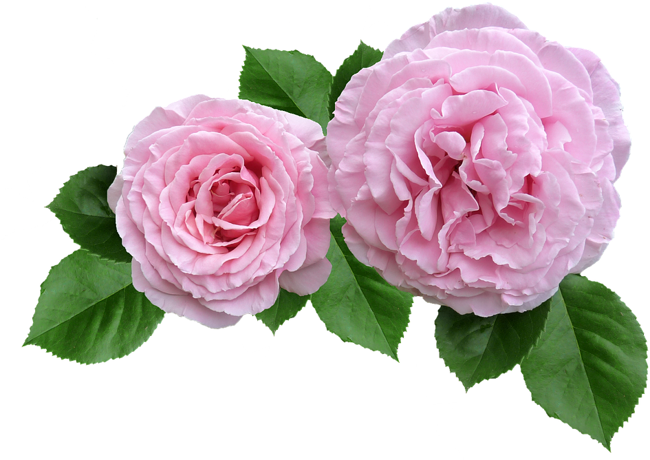 Rose, Pink, Ruffled Petals Cut Out - Pink Rose Cut Out (960x668)