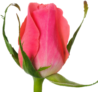 Our Roses - Garden Roses (420x420)
