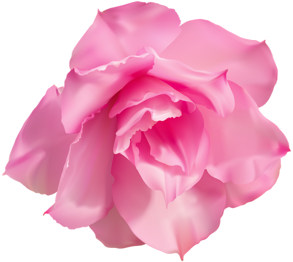 Розовая Роза, Бутон Розы, Цветок Розы - Garden Roses (600x536)