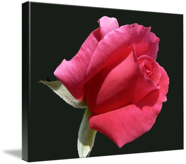 Hybrid Tea Rose (650x573)