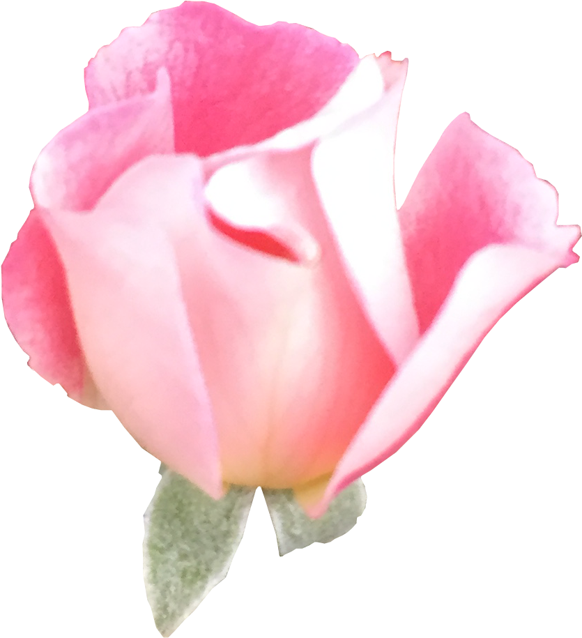 Football Is On The Tv In Our House, And Here Is Pretty - Garden Roses (854x934)