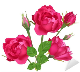 Three Pink Roses And Buds Isolated On White Sticker - Rosas Pink Png (400x400)