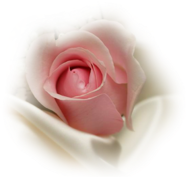 Pink Rosebud Insilk - Pink Rose Bud Png (380x380)