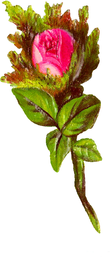 Pink Rose Image - Garden Roses (481x914)
