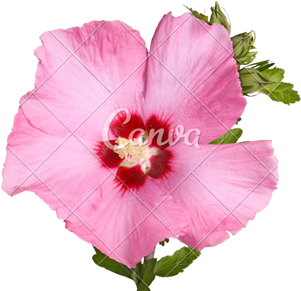Flower And Buds Of Rose Of Sharon - Rose Of Sharon (800x641)