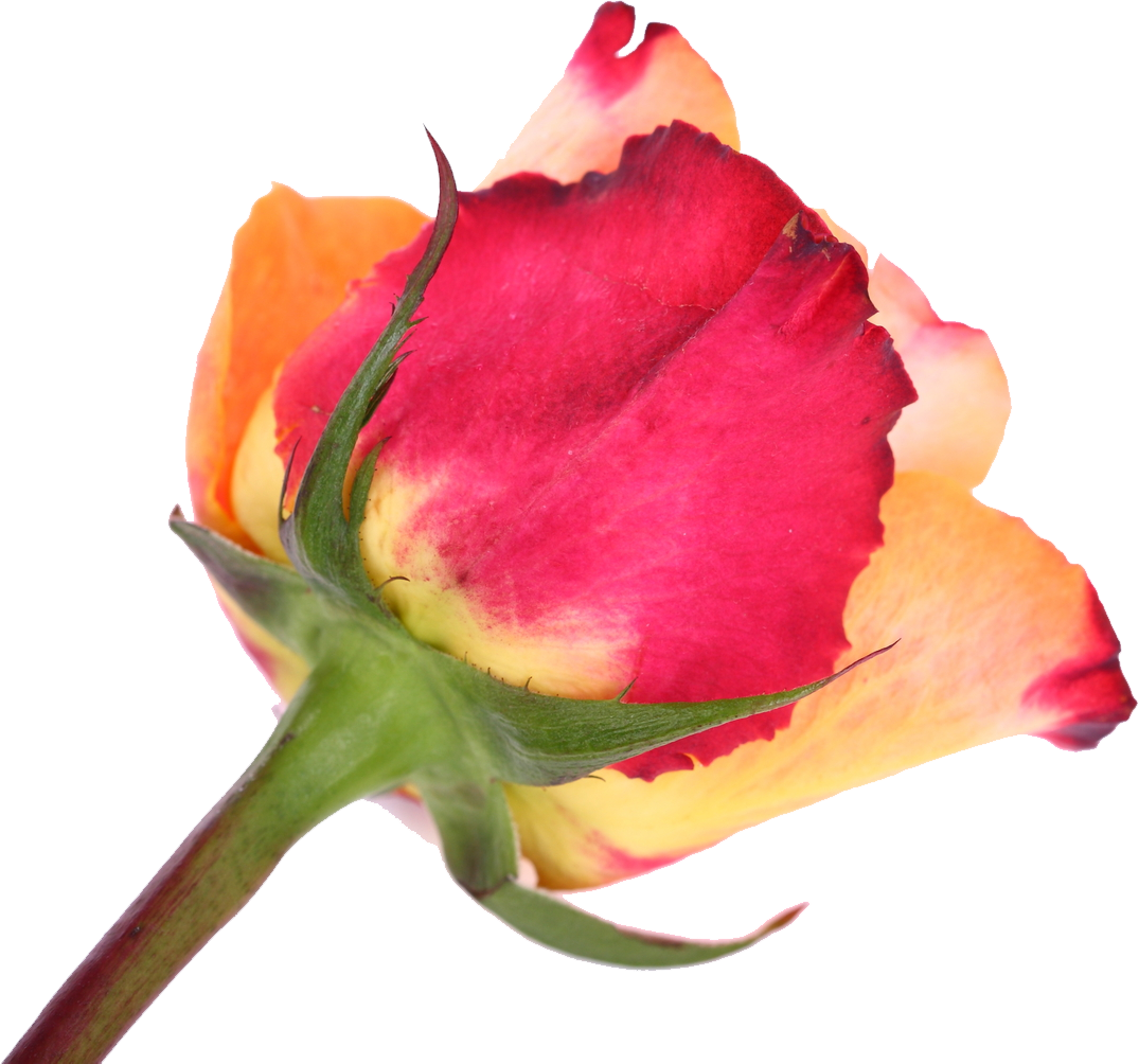 Cut Flowers Garden Roses Tulip - Cut Flowers Garden Roses Tulip (1075x1004)