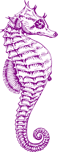 Purple Seahorse Clip Art - Pink Seahorse Clipart (228x597)