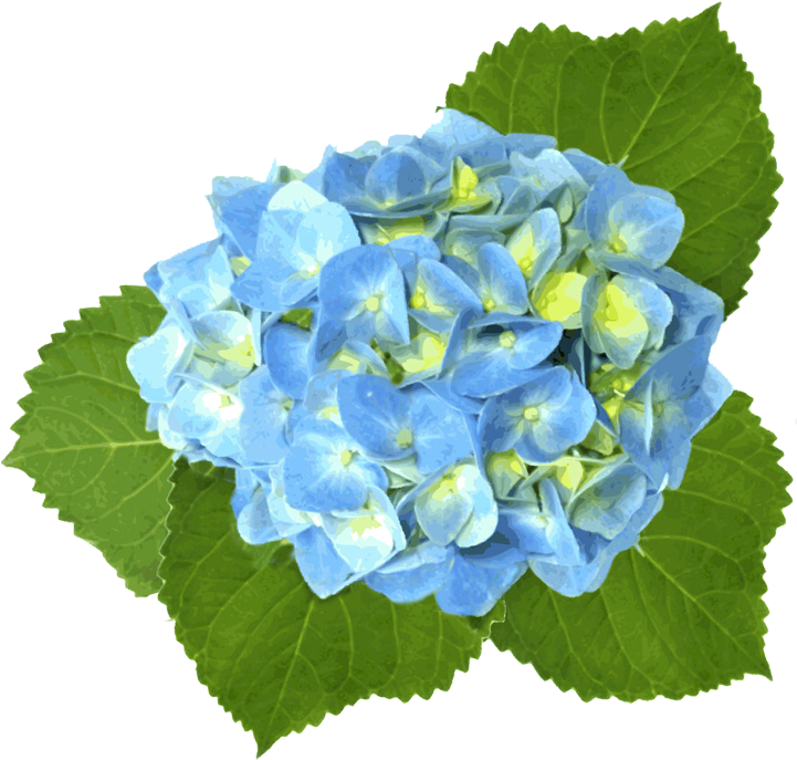 Hydrangea Clipart Teal Flower - Blue Hydrangea Clip Art (750x714)