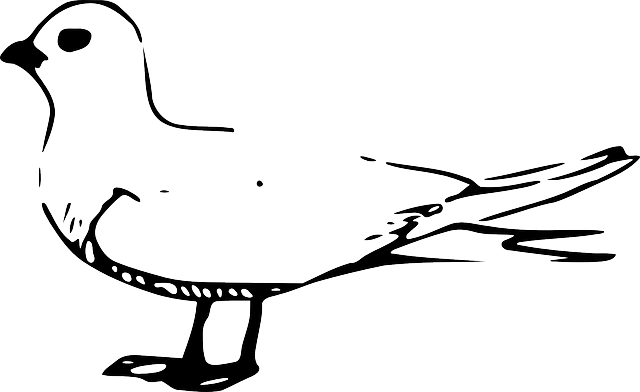 Pigeon Outline, Bird, Fairy, Tern, Pigeon - Gulls (640x392)