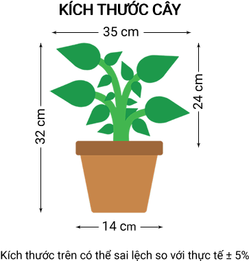 Cây Dương Xỉ Nhún - Plant Png Vector (400x400)