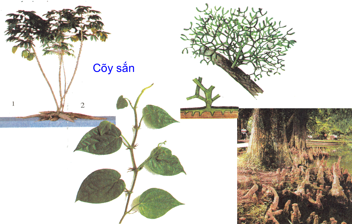 Là Rễ Phồng To Chứa Chất Dinh Dưỡng Để Dự Trữ - Biến Dạng Của Rễ (1410x900)