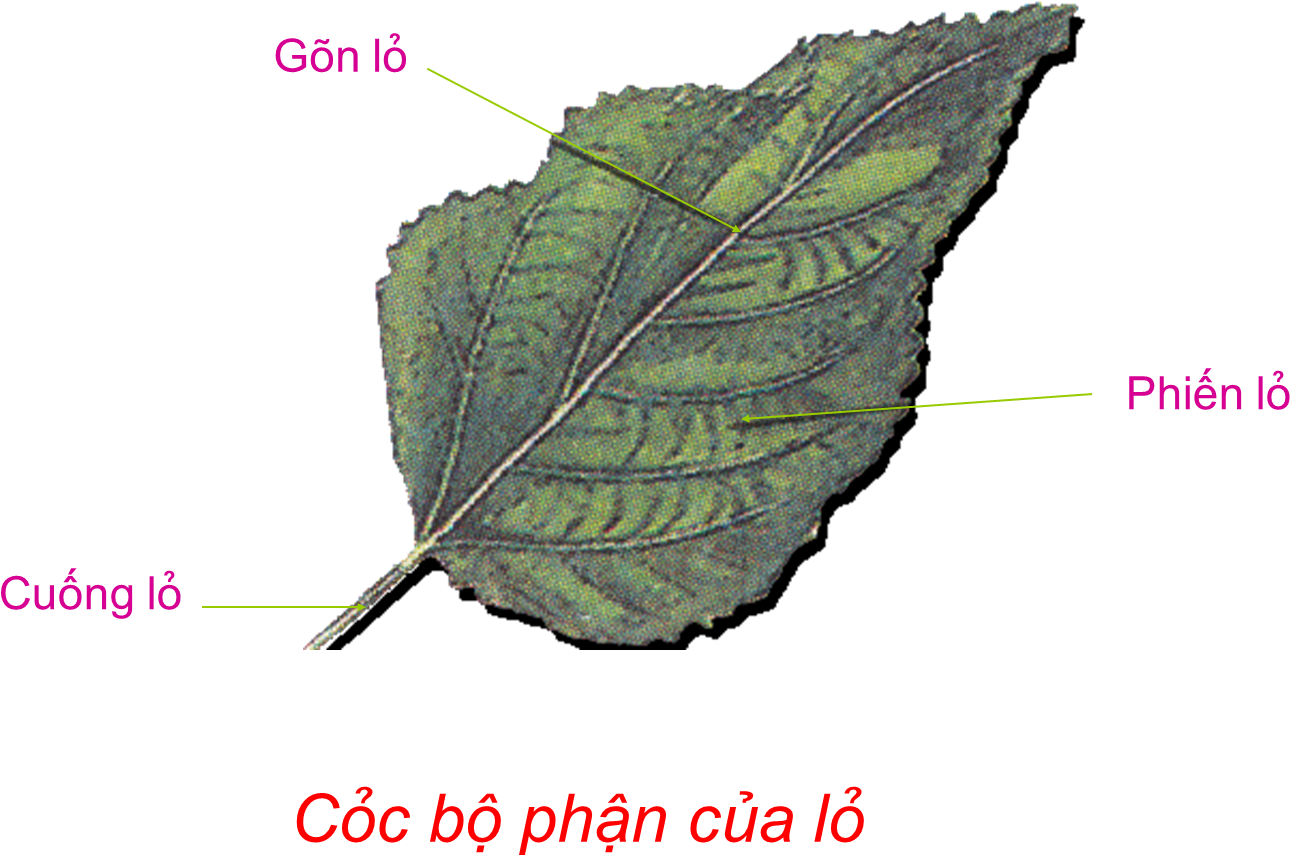 Các Bộ Phận Của Lá - Các Bộ Phận Của Lá (1362x910)