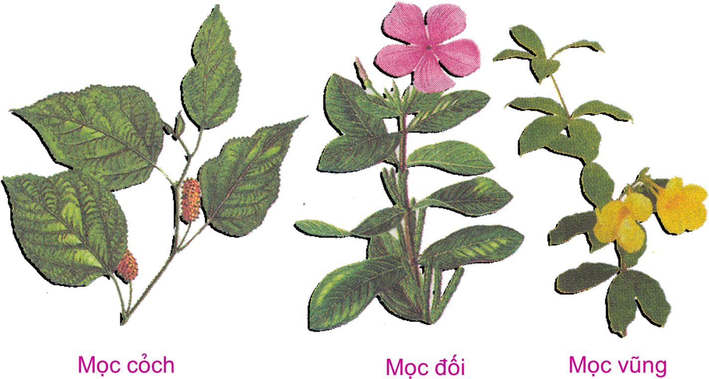 Lá Mọc Đối - Cay (1476x824)