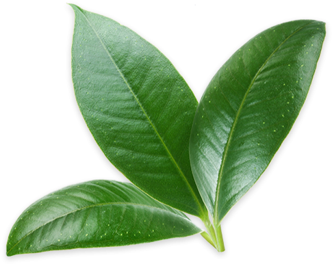 Hình Ảnh Plant - Wonder Seed Hemp Conditioner Green Tea 7 Oz (500x500)