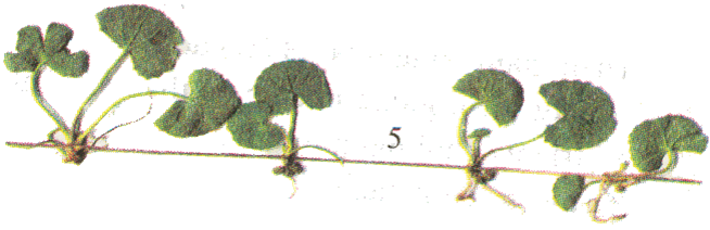 Thân Rễ - Sinh Sản Thân Bò (654x212)