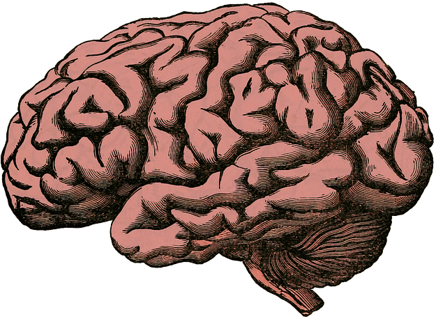 Losing Sleep Dehydration Will Damage Your Brain Cells - Human Brain Png (640x460)