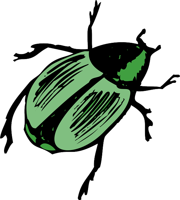 Top, Green, View, Wings, Shiny, Insect, Beetle, Legs - Beetle Clipart (576x640)