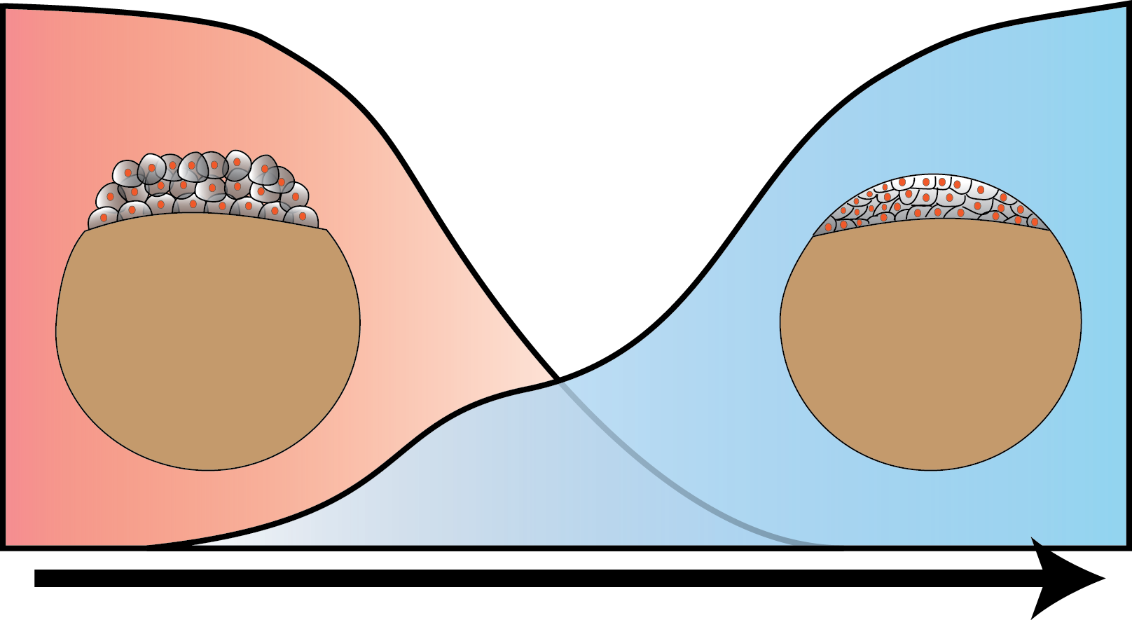 In Higher Organisms, The Early Phase Of Embryonic Development - Illustration (1616x885)