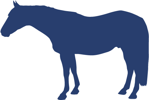 Horse's Name - Náčrtek Koně (518x345)
