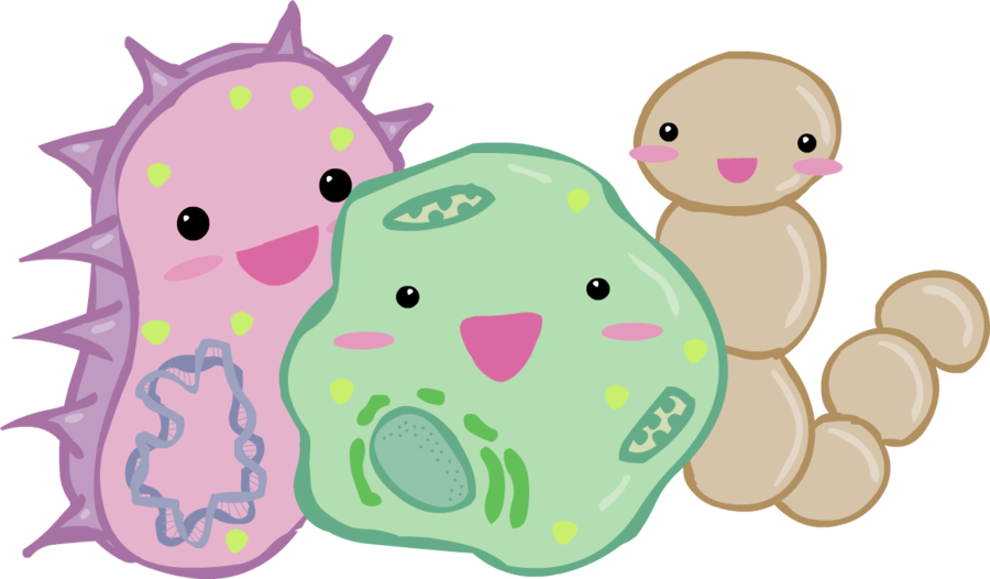 Png Image - Probiotic Cute (900x526)