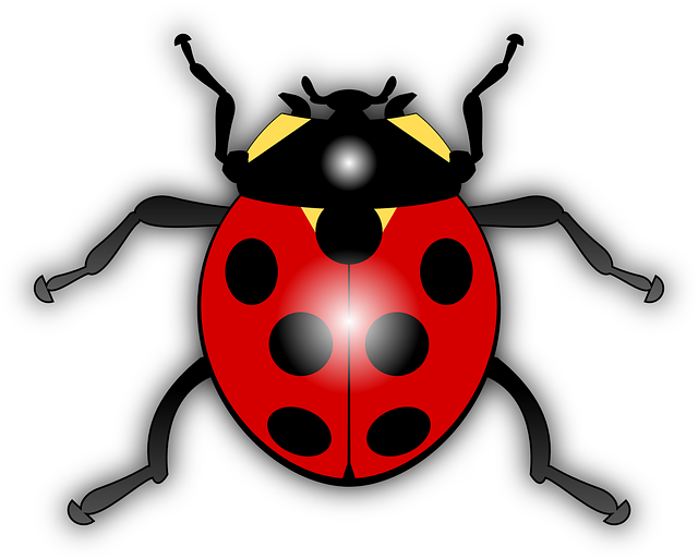 Dots Ladybug, Ladybird, Animal, Bug, Flying, Insect, - Ladybird Clipart (640x513)