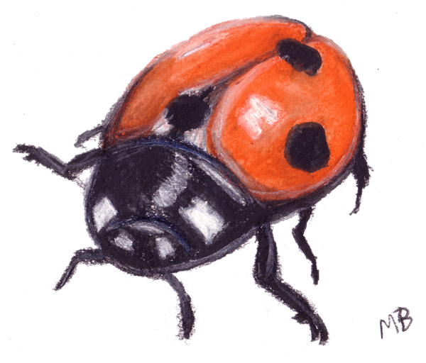Drawn Ladybug Bird - Drawing Of A Lady Bird (600x512)