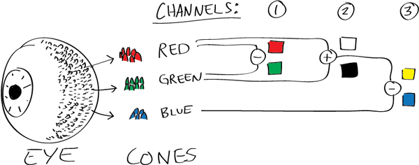 From The Calculations Made In The Brain Along Those - Opponent Process Theory Colour (600x236)