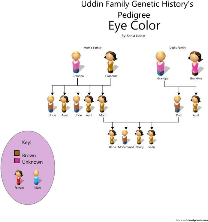 What Color Are My Eyes Chart - Family Pedigree Eye Color (716x767)