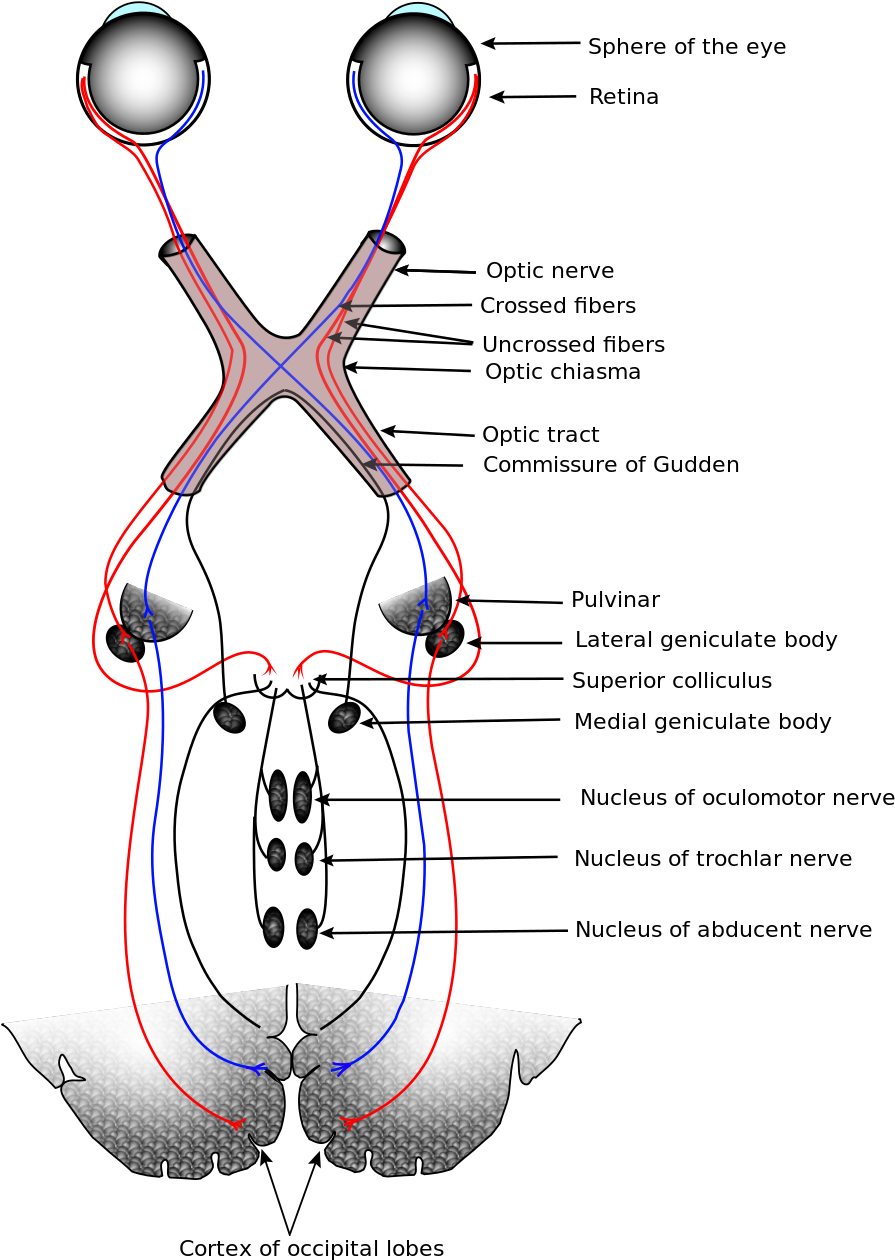 Anatomy Of Eye Nerves Visual System Wikipedia - Meyer's And Baum's Loop (1200x1407)