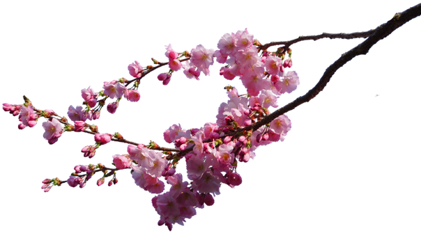 Stock Photography Which The Provider Has Granted A - Cherry Blossom Png (610x350)